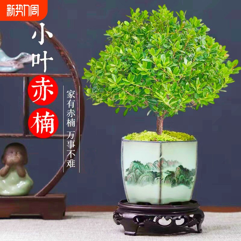 室内老桩盆景苗植物金丝楠木小叶赤楠桌面小盆栽四季好养客厅造景