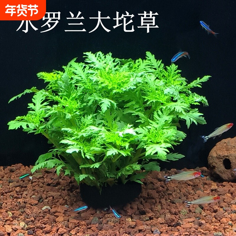 水罗兰坨草植物鱼缸龟缸造景中后景丁香红波沉底水草净水耐养新手