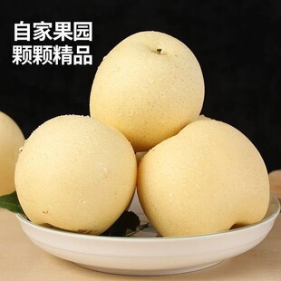 砀山梨白皇冠梨薄皮梨子当季新鲜水果苹果梨批发一整箱