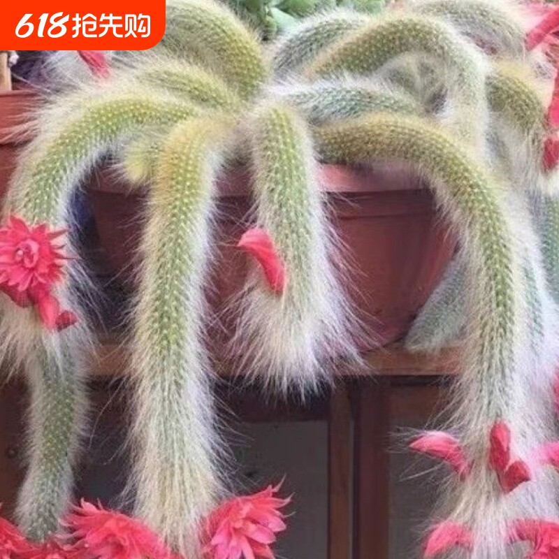 精品长毛带根九尾狐高颜值多肉植物仙人球软毛开花办公室内防辐射