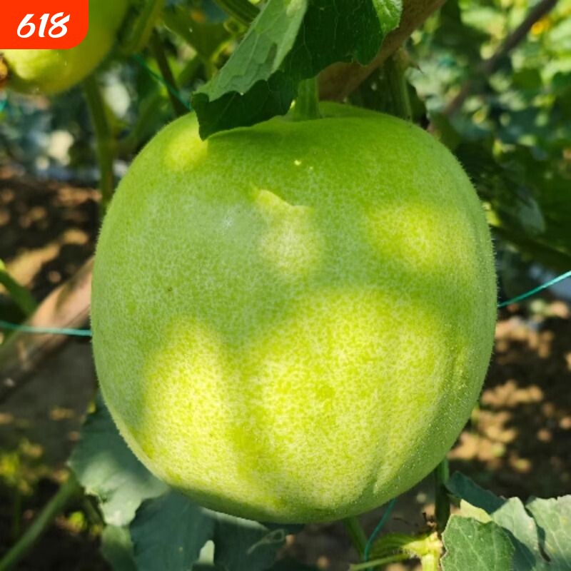 香芋味冬瓜产地直发香芋冬瓜粉糯小冬瓜新鲜现摘应季蔬菜圆冬瓜