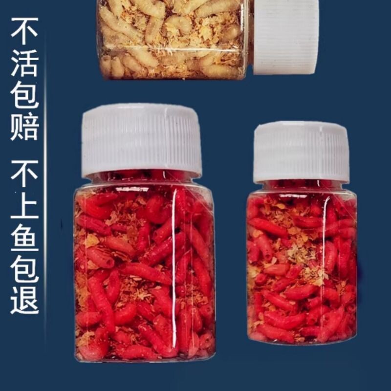 钓鱼活蛆大号红蛆虫活体公鱼米粒白蛆活虫钓溪石斑白条鲜活鲫鱼饵