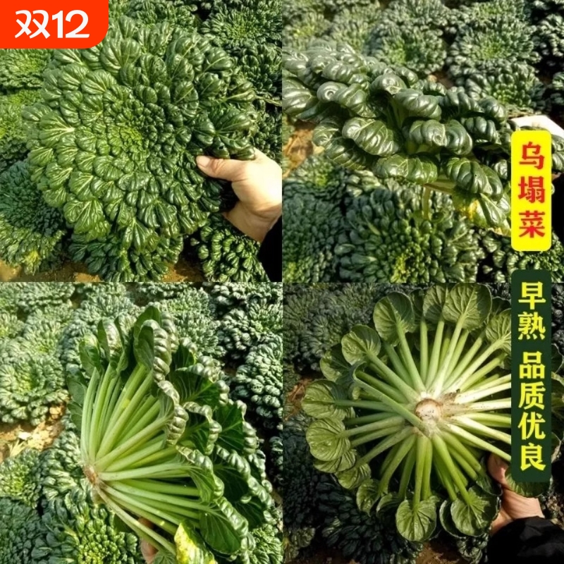 乌塌菜蔬菜种子四季种植家庭阳台盆栽庭院易种番茄黄瓜辣椒香菜籽