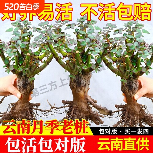 月季花苗四季地栽老桩带花苞开花大花特大号天方夜谭多头月季浓香