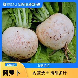 内蒙圆白萝卜新鲜现拔带泥发货炖汤腌制萝卜干正宗春不老软糯香甜