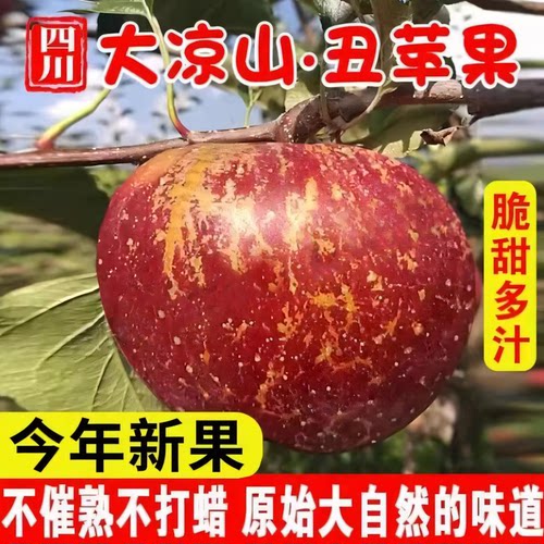 大凉山丑苹果新鲜当季水果