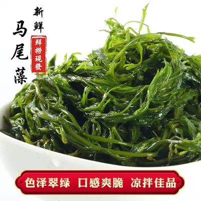 海草鞭炮笋5斤羊栖菜新鲜马尾藻长寿菜盐渍海藻菜半干货海带商用