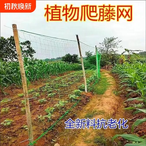 抗老化农用爬藤网黄瓜豆角爬藤网