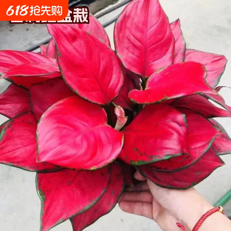 吉利红盆栽水培花卉如意皇后吸甲醛室内植物净化空气好养卧室庭院