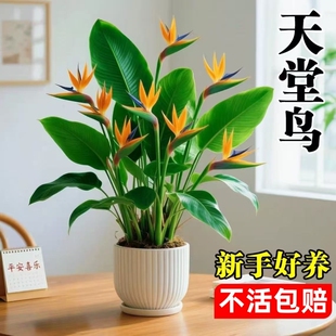 天堂鸟盆栽室内客厅大型绿植高级感大叶植物花卉鹤望兰水培办公桌