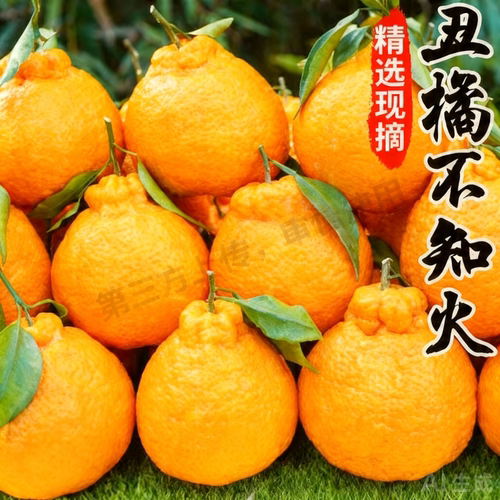 四川高山丑橘不知火橘新鲜水果当季现摘甜桔子耙耙柑桔橘子生鲜