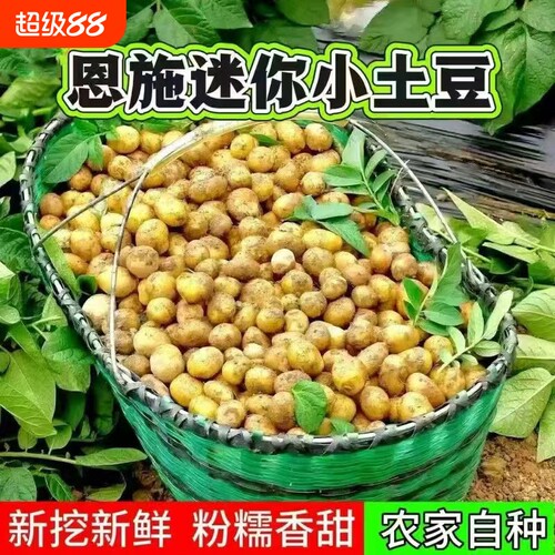 正宗恩施黄心小土豆当季