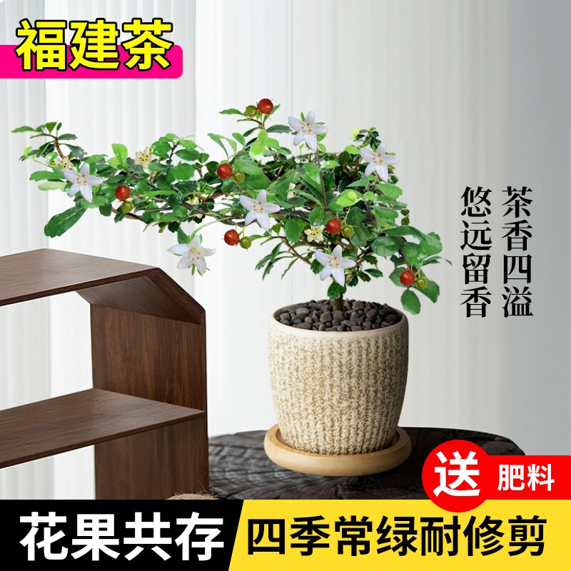 福建茶盆栽绿植老桩盆景悬崖造型室内桌面办公室迷你四季好养花卉