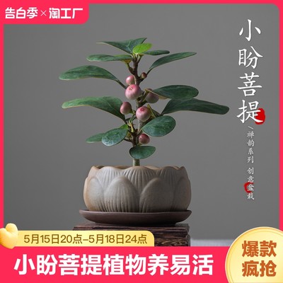 小盼菩提盆栽植物好养易活菩提树盆景带果中式禅意小绿植室内花卉