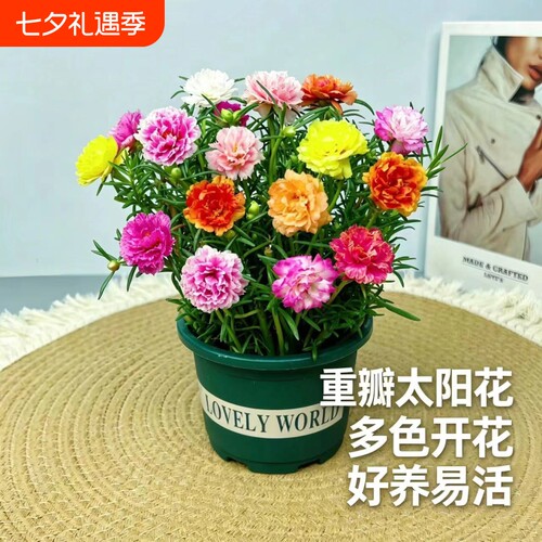 进口重瓣太阳花苗混色四季开花