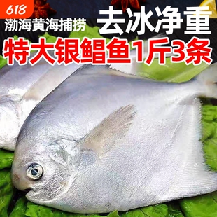 新鲜银鲳鱼4斤5-6条/斤海鲜活金深海白水产平鱼镜鱼海扁鱼年货节