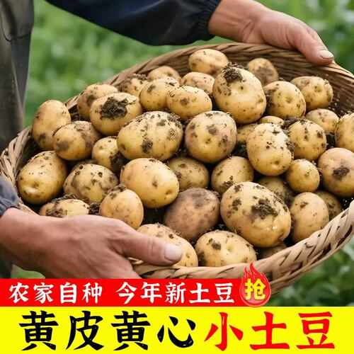 新鲜现挖恩施小土豆黄皮