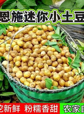 【正宗】湖北小土豆2026新鲜现挖现发蔬菜黄心土豆马铃薯新鲜洋芋