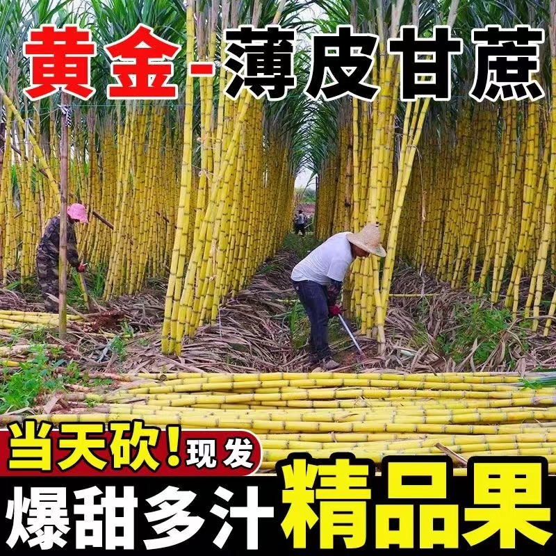 黄金甘蔗黄皮水果甘蔗现砍现发脆甜爽口当季新鲜水果精选中段