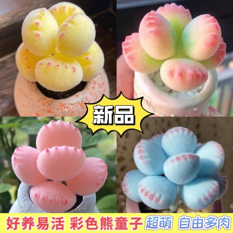 多肉熊爪植物熊童子锦熊掌室内桌面盆栽新品客厅防辐射好养萌肉
