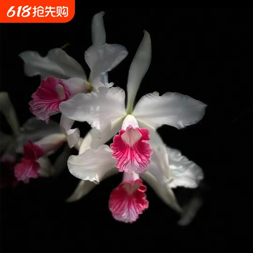 新品大花卡特兰花基地特价网红洋兰大苗室内阳台好养花卉绿植盆栽