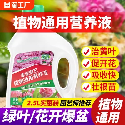 营养液植物通用型发财树富贵竹