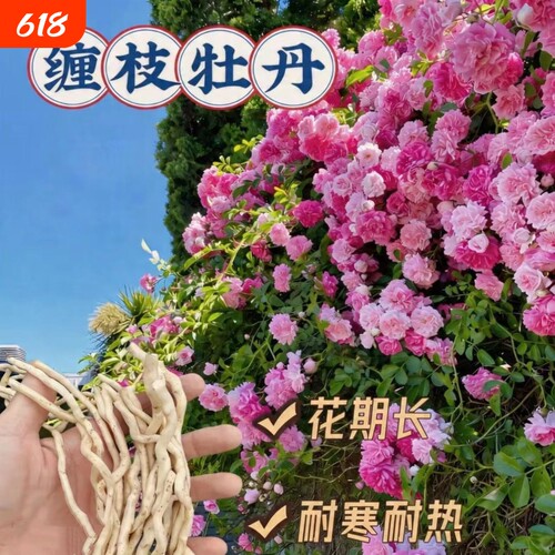 俄罗斯缠枝牡丹花耐寒热宿根粉色重瓣花期长春庭院围墙耐热开花