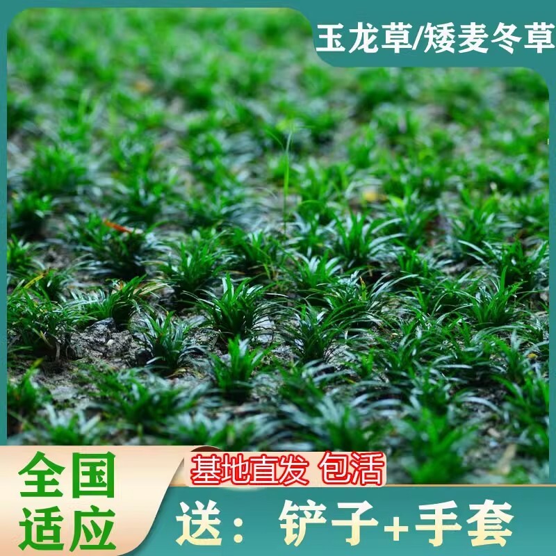 日本庭院矮麦冬草苗四季常青图片