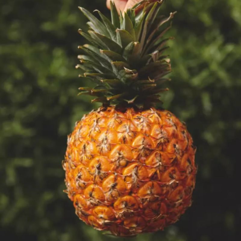 芒果凤梨海南凤梨新鲜热带水果应季头茬 多规格