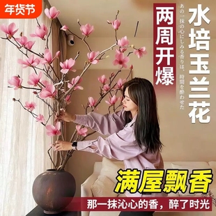 水培玉兰花干枝带花苞鲜切白玉兰耐寒好养室内植物紫玉兰水养花卉