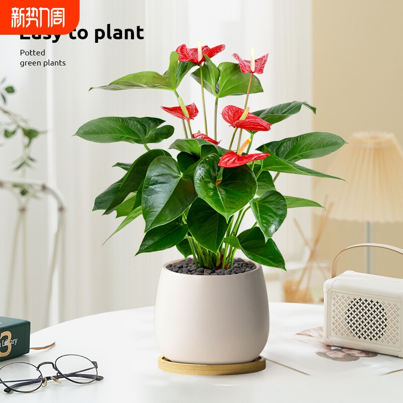 红掌盆栽鸿运当头花卉植物室内好养水培绿植发财树办公室桌面盆景