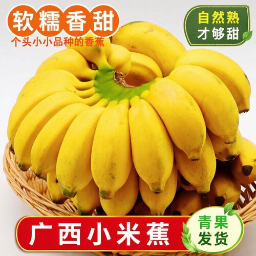 正宗广西新鲜小米蕉水果小香芭苹果蕉农家自种粉嫩小香蕉自然熟