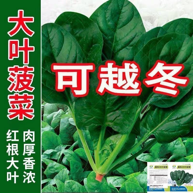 高产红根菠菜种籽大叶菠菜种子四季耐热耐寒越冬菠菜种籽秋冬蔬菜