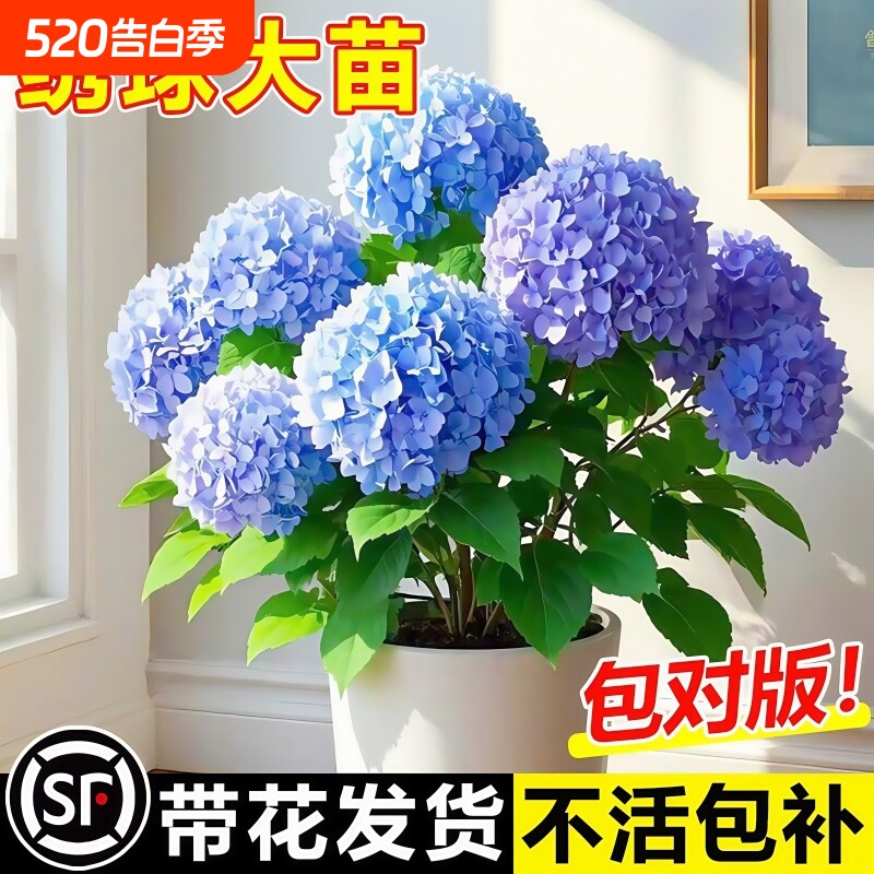 绣球花苗大花植物无尽夏开花好养的花四季不断盆栽花卉植物室内花