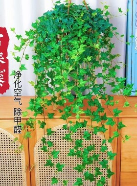 常春藤吊兰垂吊盆栽苗绿植植物爬藤四季常青室内阳台好养活除甲醛
