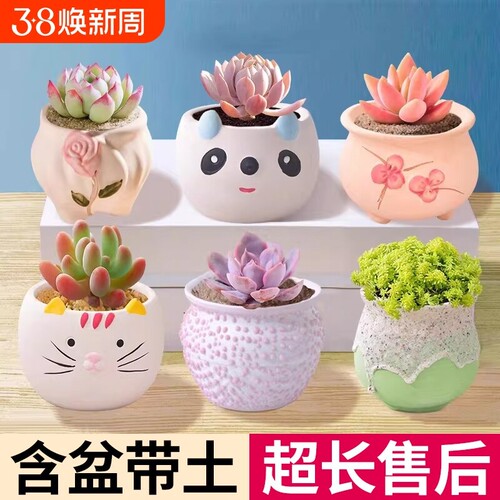 多肉植物室内大颗小盆栽