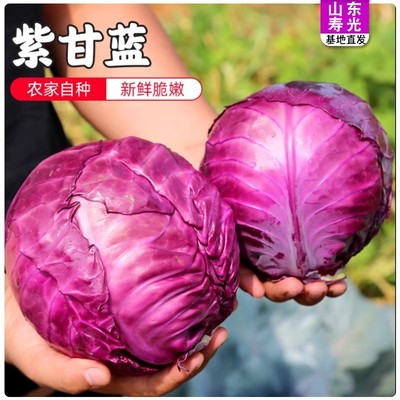 新鲜直达产地包邮紫甘蓝