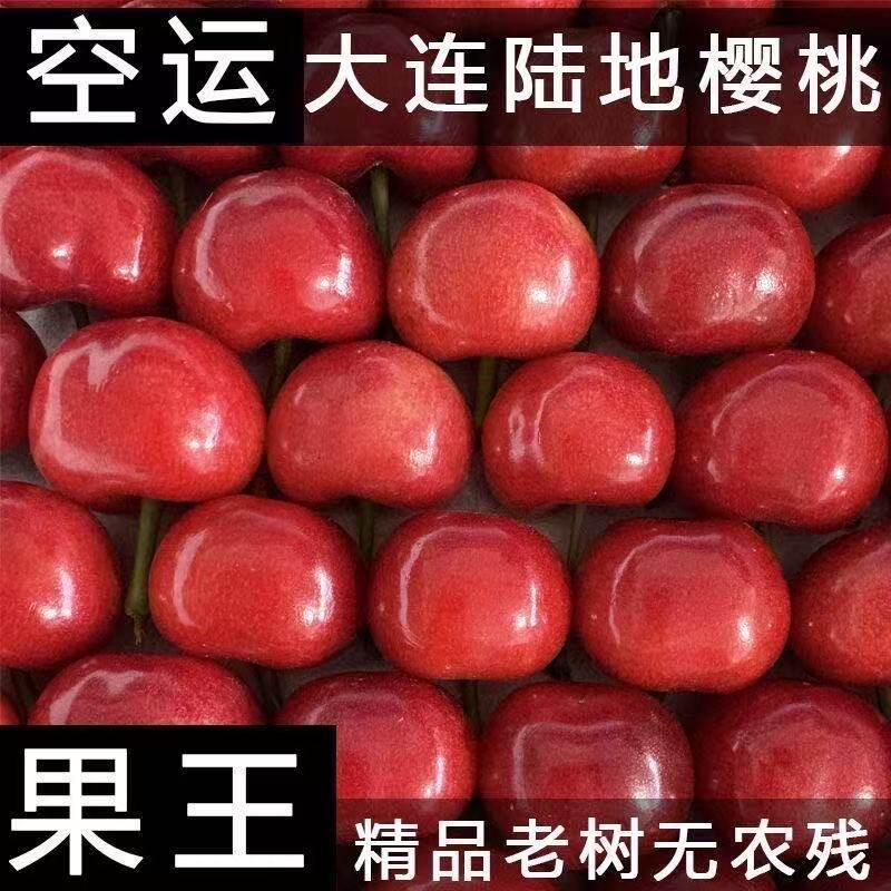大连红灯沙弥脱美早大樱桃现摘正宗国产车厘子酸甜可口空运包邮