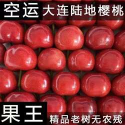 大连红灯沙弥脱美早大樱桃现摘正宗国产车厘子酸甜可口空运包邮