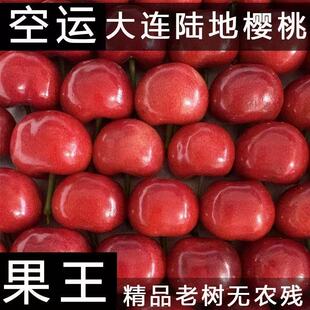 大连红灯沙弥脱美早大樱桃现摘正宗国产车厘子酸甜可口空运包邮