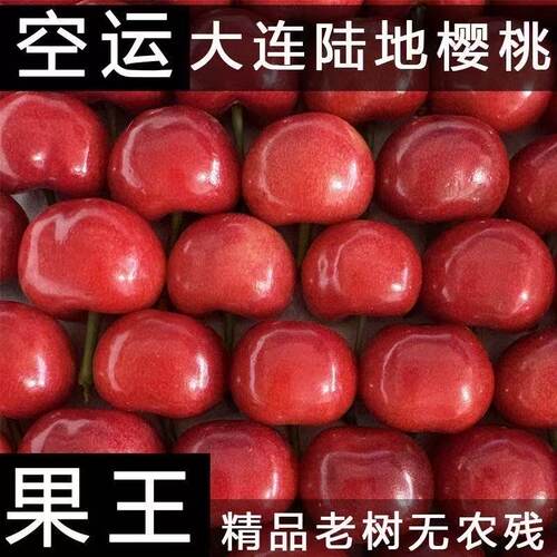 大连红灯沙弥脱美早大樱桃现摘正宗国产车厘子空运包邮源头送礼
