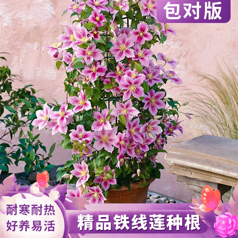 重瓣铁线莲盆栽种根爬藤植物乌托邦花苗耐寒耐热花卉阳台绿植地载