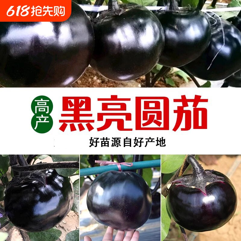 黑圆茄子苗高产快茄幼苗茄苗种子四季种植蔬菜秧草莓西红柿甜椒