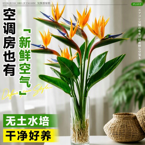 水培天堂鸟盆栽花卉植物室内客厅绿植桌面鹤望兰四季好养活吸甲醛