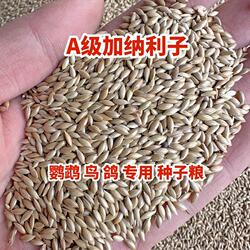 进口加纳利子鹦鹉营养粮鸟食玄凤虎皮牡丹白尖饲料草籽种子粮
