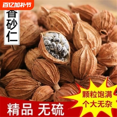 香砂仁 新货香料大全 川砂仁金沙仁粉卤肉香料调料包炖肉火锅底料