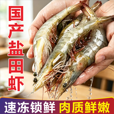 新鲜盐田虾鲜活速冻大虾基围虾海捕白虾海虾海鲜水产配送冷冻渤海