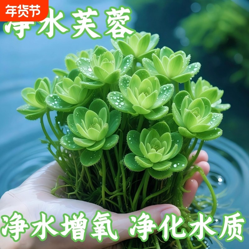 鱼缸专用水培植物浮萍水草水葫芦水芙蓉水草鱼池乌龟净化水质造景