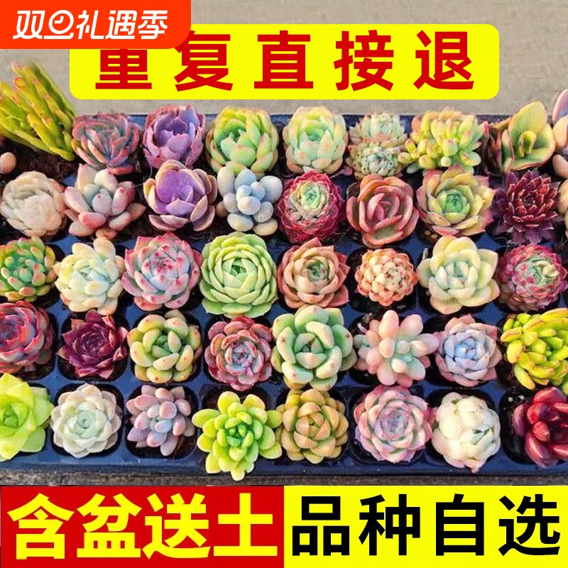 多肉植物大颗好养玉露老桩新手套餐带盆组合室内外花卉绿植阳台