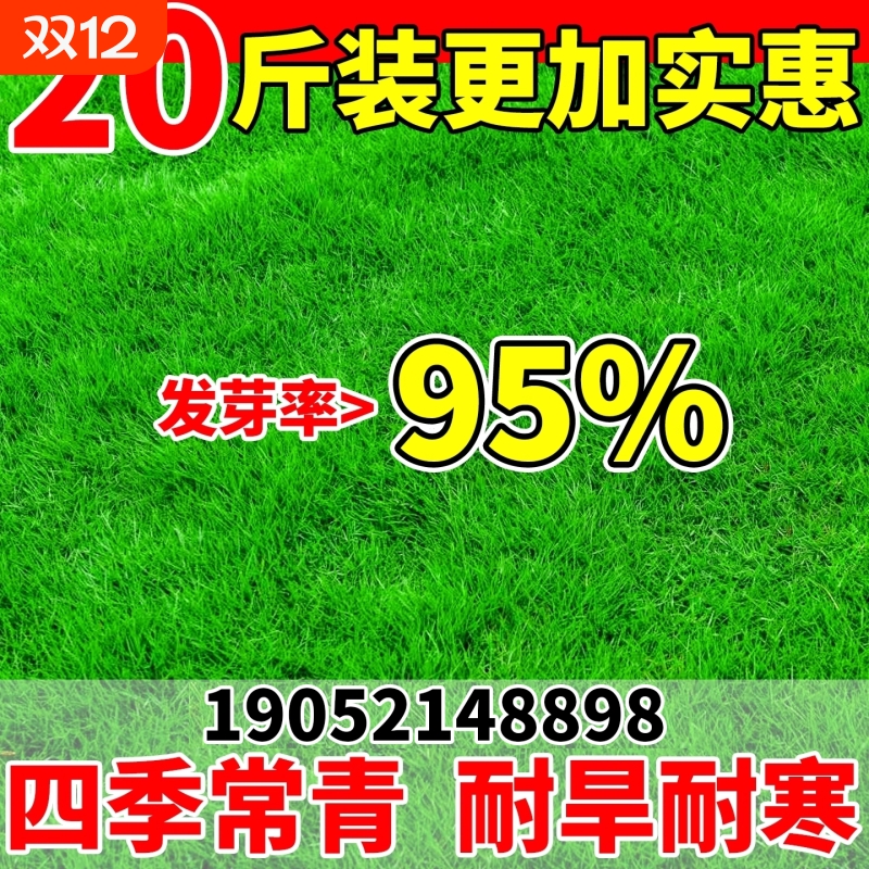 草坪草籽四季常青护坡固土绿化狗牙根百慕大黑麦种子庭院多年生